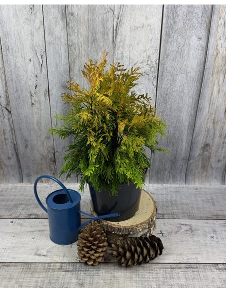 '4ever' GOLDY - żywotnik olbrzymi
Thuja plicata '4ever' GOLDY