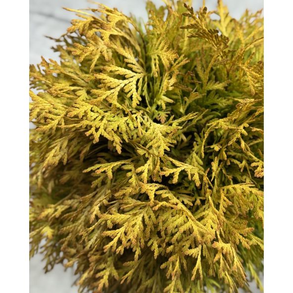 'Amber Glow'- żywotnik zachodni
Thuja occidentalis 'Amber Glow'