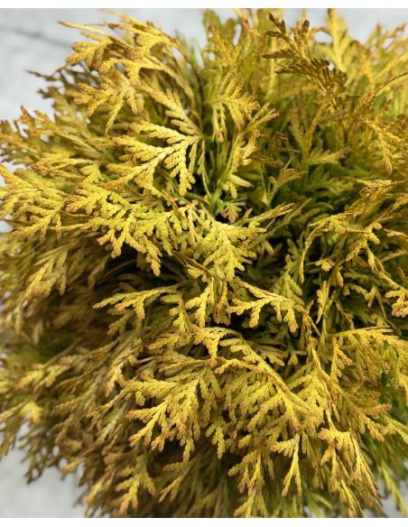 'Amber Glow'- żywotnik zachodni
Thuja occidentalis 'Amber Glow'