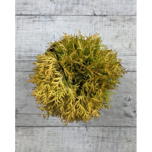 'Amber Glow'- żywotnik zachodni
Thuja occidentalis 'Amber Glow'