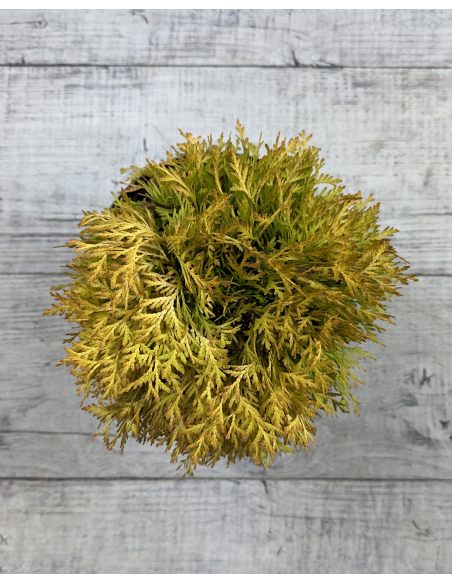 'Amber Glow'- żywotnik zachodni
Thuja occidentalis 'Amber Glow'