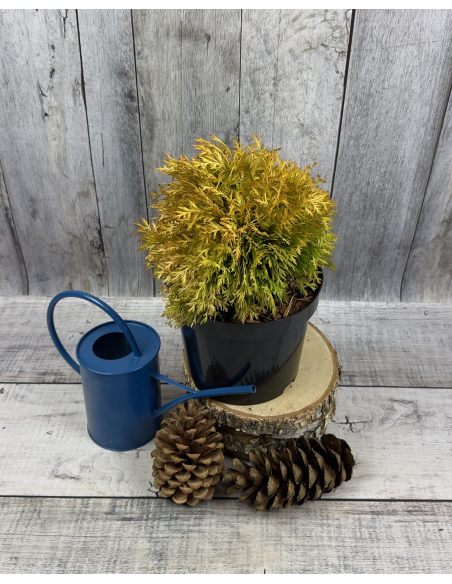 'Amber Glow'- żywotnik zachodni
Thuja occidentalis 'Amber Glow'