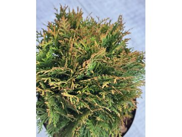 'Danica' - żywotnik zachodni
Thuja occidentalis 'Danica' 2