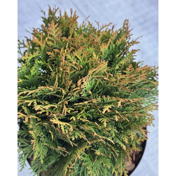 'Danica' - żywotnik zachodni
Thuja occidentalis 'Danica'
