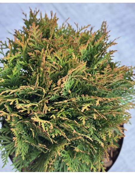 'Danica' - żywotnik zachodni
Thuja occidentalis 'Danica'