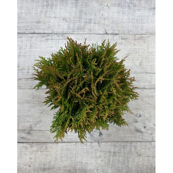 'Danica' - żywotnik zachodni
Thuja occidentalis 'Danica'