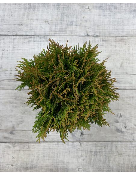 'Danica' - żywotnik zachodni
Thuja occidentalis 'Danica'