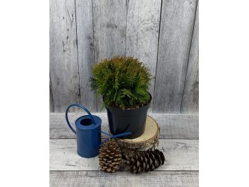 'Danica' - żywotnik zachodni
Thuja occidentalis 'Danica'