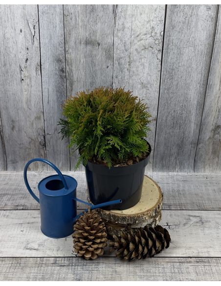 'Danica' - żywotnik zachodni
Thuja occidentalis 'Danica'