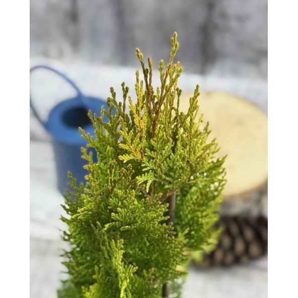 'Elegantissima' - biota wschodnia
Platycladus orientalis 'Elegantissima'