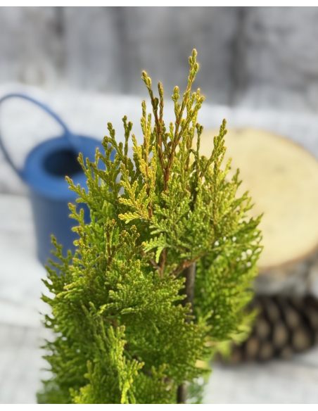 'Elegantissima' - biota wschodnia
Platycladus orientalis 'Elegantissima'