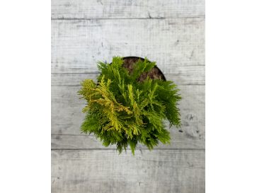 'Elegantissima' - biota wschodnia
Platycladus orientalis 'Elegantissima' 2