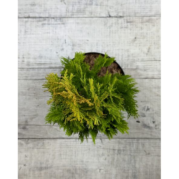 'Elegantissima' - biota wschodnia
Platycladus orientalis 'Elegantissima'