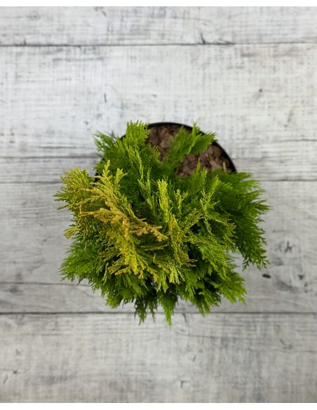 'Elegantissima' - biota wschodnia
Platycladus orientalis 'Elegantissima'