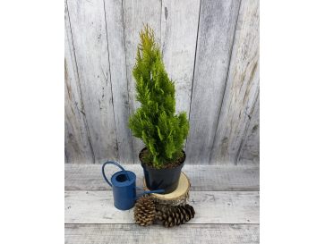 'Elegantissima' - biota wschodnia
Platycladus orientalis 'Elegantissima'