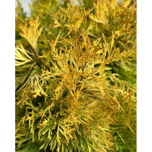 'Filips Magic Moment' - biota wschodnia
Platycladus orientalis 'Filips Magic Moment'