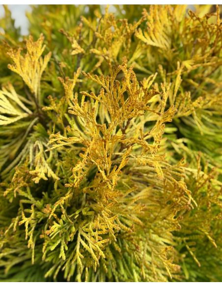 'Filips Magic Moment' - biota wschodnia
Platycladus orientalis 'Filips Magic Moment'