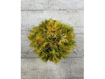 'Filips Magic Moment' - biota wschodnia
Platycladus orientalis 'Filips Magic Moment' 2