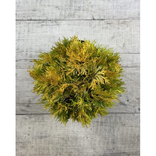 'Filips Magic Moment' - biota wschodnia
Platycladus orientalis 'Filips Magic Moment'