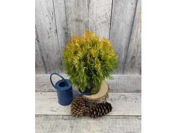 'Filips Magic Moment' - biota wschodnia
Platycladus orientalis 'Filips Magic Moment'