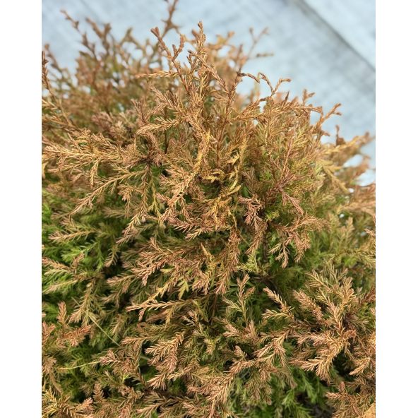 'Fire Chief' - żywotnik zachodni
Thuja occidentalis 'Fire Chief'