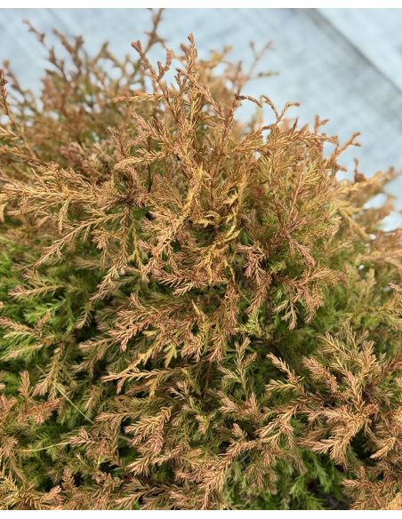 'Fire Chief' - żywotnik zachodni
Thuja occidentalis 'Fire Chief'