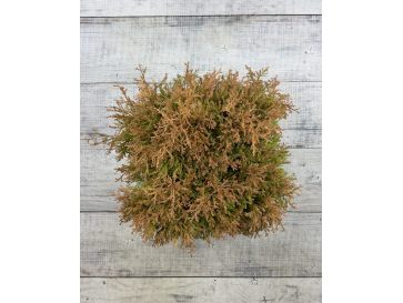 'Fire Chief' - żywotnik zachodni
Thuja occidentalis 'Fire Chief' 2