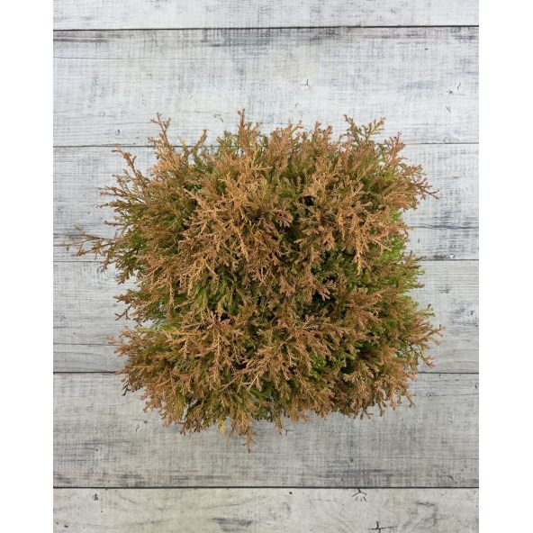 'Fire Chief' - żywotnik zachodni
Thuja occidentalis 'Fire Chief'