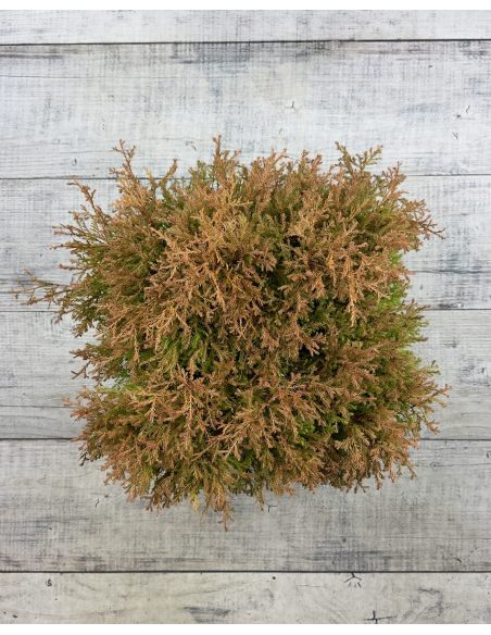 'Fire Chief' - żywotnik zachodni
Thuja occidentalis 'Fire Chief'