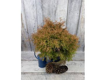 'Fire Chief' - żywotnik zachodni
Thuja occidentalis 'Fire Chief'