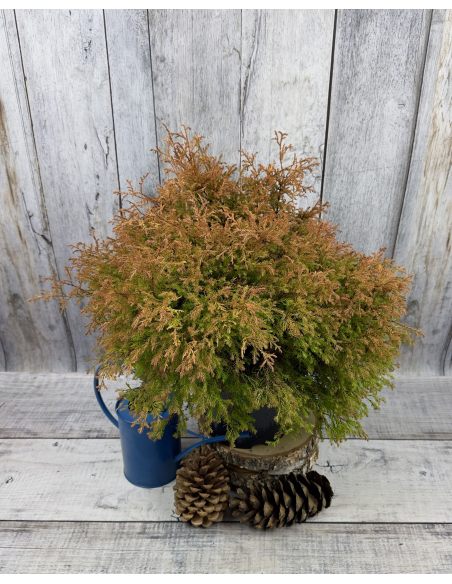 'Fire Chief' - żywotnik zachodni
Thuja occidentalis 'Fire Chief'