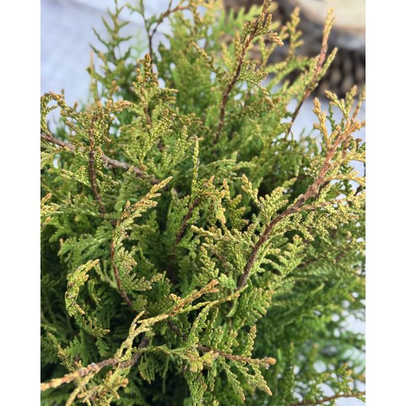 'Little Boy' - żywotnik olbrzymi
Thuja plicata 'Little Boy'