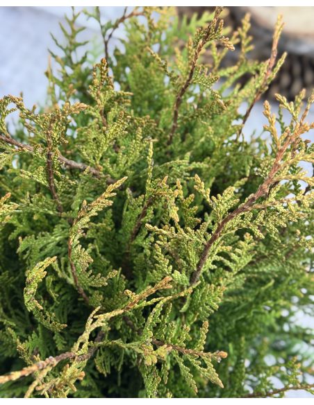 'Little Boy' - żywotnik olbrzymi
Thuja plicata 'Little Boy'
