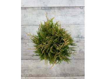 'Little Boy' - żywotnik olbrzymi
Thuja plicata 'Little Boy' 2
