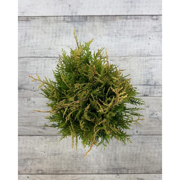 'Little Boy' - żywotnik olbrzymi
Thuja plicata 'Little Boy'