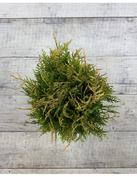 'Little Boy' - żywotnik olbrzymi
Thuja plicata 'Little Boy'