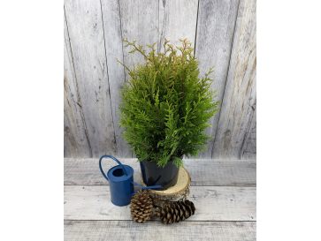 'Little Boy' - żywotnik olbrzymi
Thuja plicata 'Little Boy'