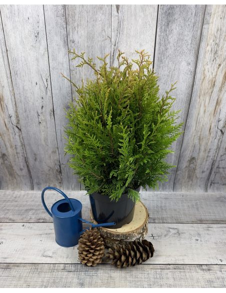 'Little Boy' - żywotnik olbrzymi
Thuja plicata 'Little Boy'