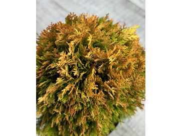 'Morgan' - biota wschodnia
Platycladus orientalis 'Morgan' 2