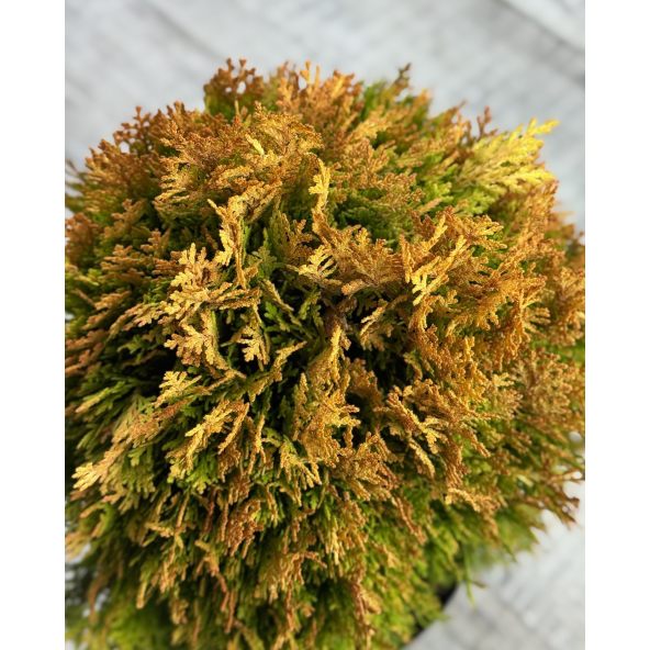 'Morgan' - biota wschodnia
Platycladus orientalis 'Morgan'