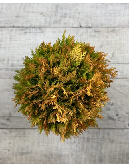 'Morgan' - biota wschodnia
Platycladus orientalis 'Morgan'