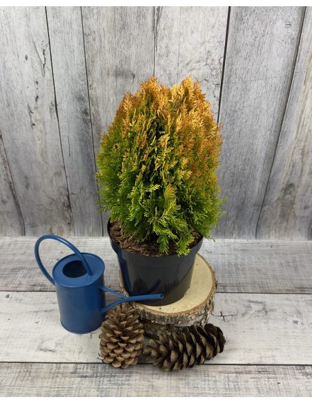 'Morgan' - biota wschodnia
Platycladus orientalis 'Morgan'