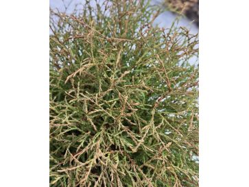 'Mr Bowling Ball' - żywotnik zachodni
Thuja occidentalis 'Mr Bowling Ball' 2