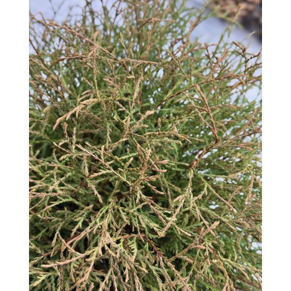 'Mr Bowling Ball' - żywotnik zachodni
Thuja occidentalis 'Mr Bowling Ball'