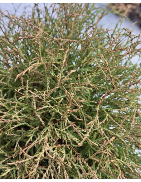 'Mr Bowling Ball' - żywotnik zachodni
Thuja occidentalis 'Mr Bowling Ball'