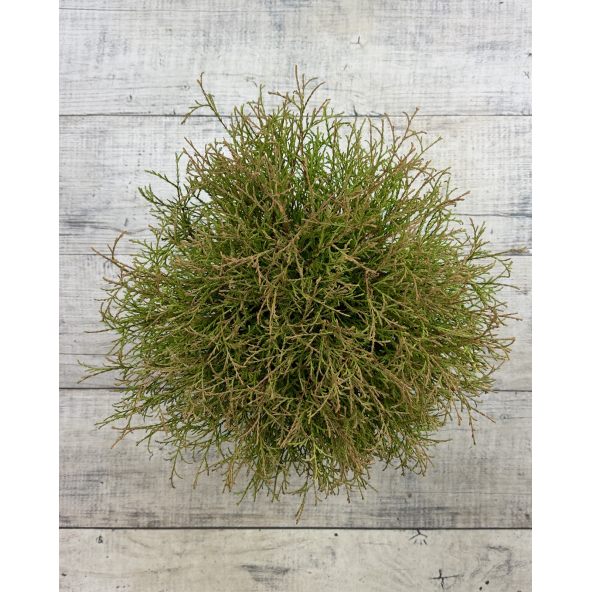 'Mr Bowling Ball' - żywotnik zachodni
Thuja occidentalis 'Mr Bowling Ball'