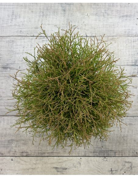 'Mr Bowling Ball' - żywotnik zachodni
Thuja occidentalis 'Mr Bowling Ball'