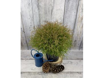 'Mr Bowling Ball' - żywotnik zachodni
Thuja occidentalis 'Mr Bowling Ball'