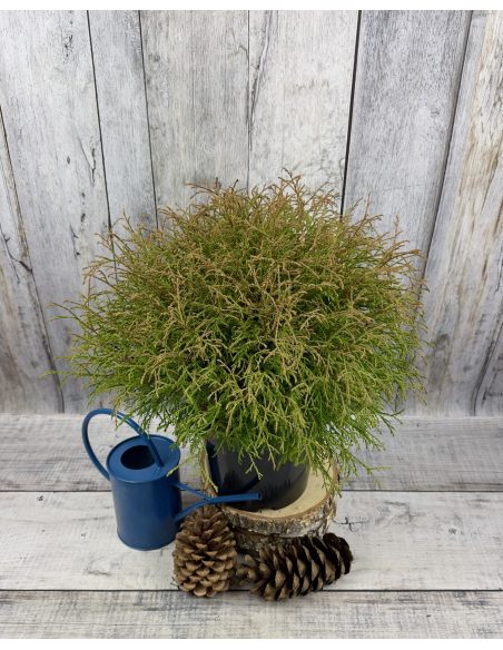 'Mr Bowling Ball' - żywotnik zachodni
Thuja occidentalis 'Mr Bowling Ball'