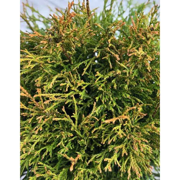 'Rogersii' - żywotnik olbrzymi
Thuja plicata 'Rogersii'